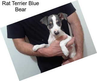 Rat Terrier Blue Bear