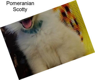 Pomeranian Scotty