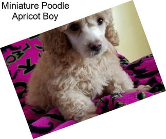 Miniature Poodle Apricot Boy