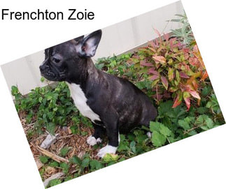 Frenchton Zoie