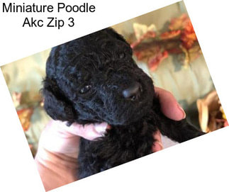 Miniature Poodle Akc Zip 3