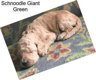 Schnoodle Giant Green
