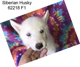 Siberian Husky 62218 F1