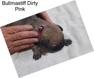 Bullmastiff Dirty Pink