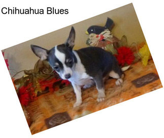 Chihuahua Blues