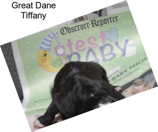 Great Dane Tiffany