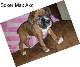 Boxer Max Akc