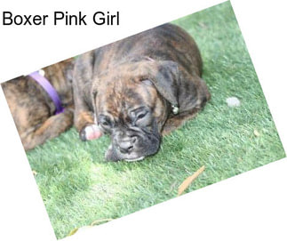 Boxer Pink Girl