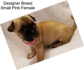 Designer Breed Small Pink Female