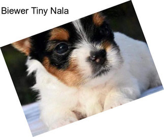 Biewer Tiny Nala