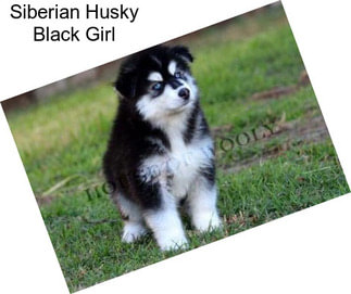 Siberian Husky Black Girl