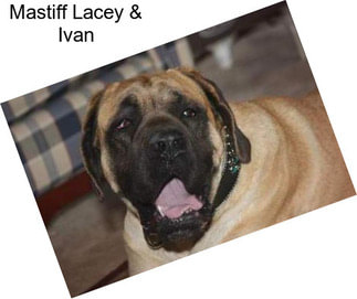 Mastiff Lacey & Ivan