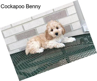 Cockapoo Benny