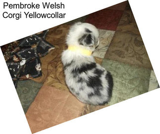 Pembroke Welsh Corgi Yellowcollar