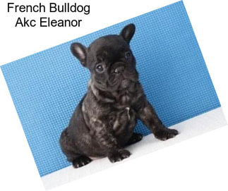 French Bulldog Akc Eleanor