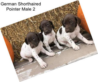 German Shorthaired Pointer Male 2