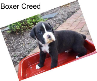 Boxer Creed
