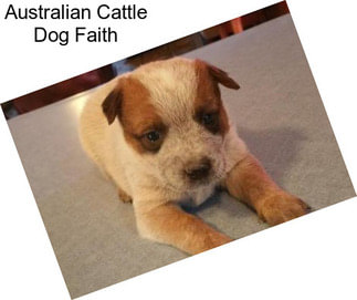 Australian Cattle Dog Faith