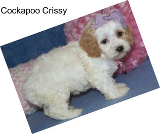 Cockapoo Crissy