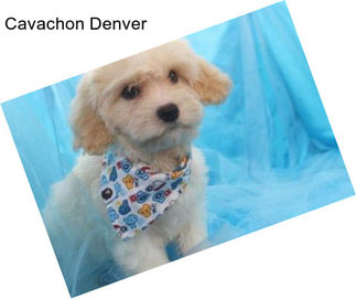 Cavachon Denver