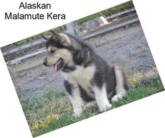 Alaskan Malamute Kera