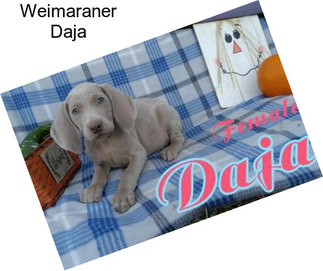 Weimaraner Daja