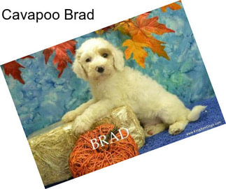 Cavapoo Brad