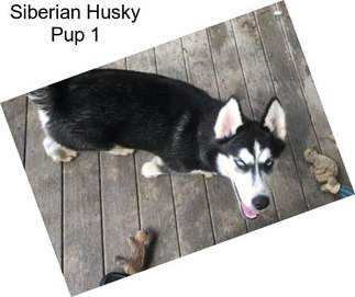 Siberian Husky Pup 1