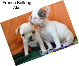 French Bulldog Akc
