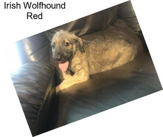 Irish Wolfhound Red