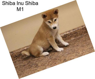 Shiba Inu Shiba M1