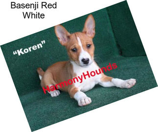 Basenji Red White