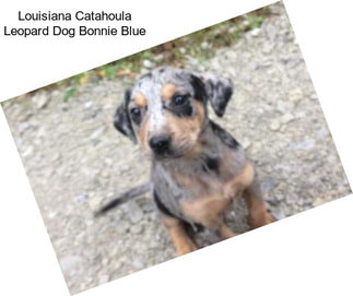 Louisiana Catahoula Leopard Dog Bonnie Blue