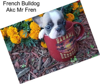 French Bulldog Akc Mr Fren