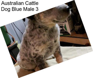 Australian Cattle Dog Blue Male 3