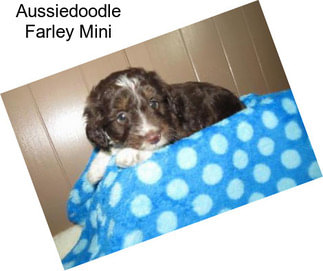 Aussiedoodle Farley Mini