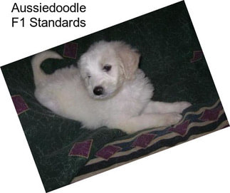 Aussiedoodle F1 Standards