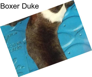 Boxer Duke