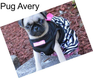 Pug Avery