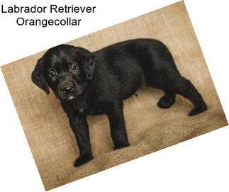 Labrador Retriever Orangecollar