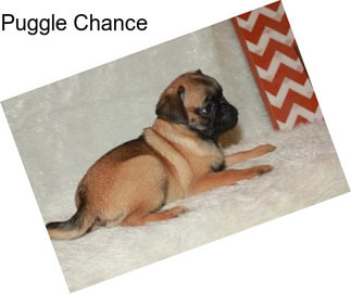 Puggle Chance