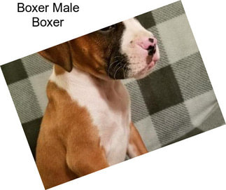 Boxer Male Boxer
