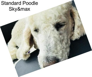 Standard Poodle Sky&max