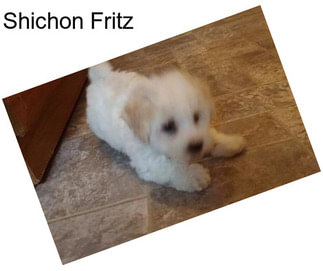 Shichon Fritz
