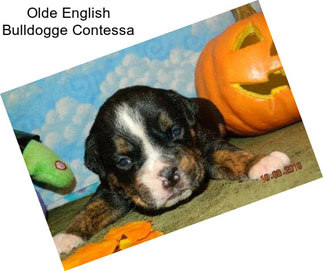Olde English Bulldogge Contessa