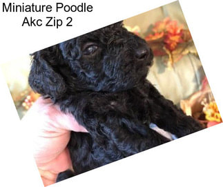 Miniature Poodle Akc Zip 2