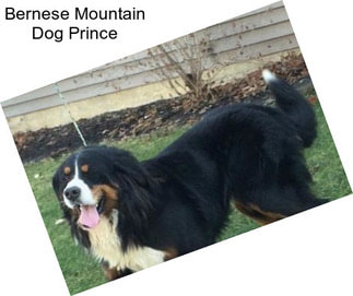 Bernese Mountain Dog Prince