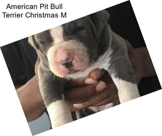 American Pit Bull Terrier Christmas M