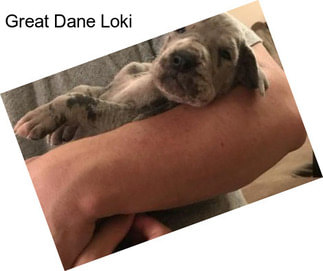 Great Dane Loki
