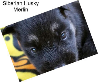 Siberian Husky Merlin